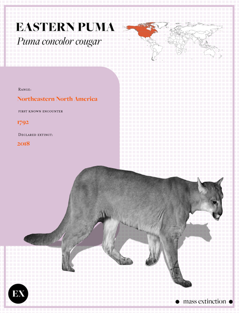 Eastern Puma