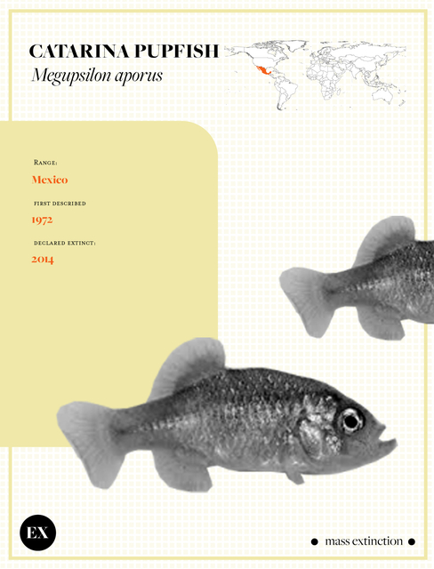 Catarina Pupfish
